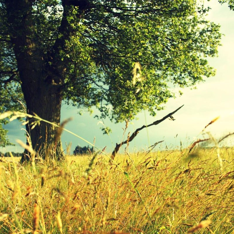 summer memory by Joanna Borrett